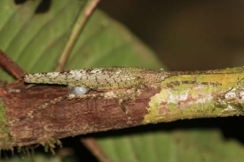 Acanthodis aquilina